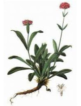 Нард Индийский (ДЖАТАМАНСИ, NARDOSTACHYS JATAMANSI) Нард Индийский (ДЖАТАМАНСИ, NARDOSTACHYS JATAMANSI)